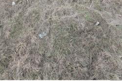 Grass Dead